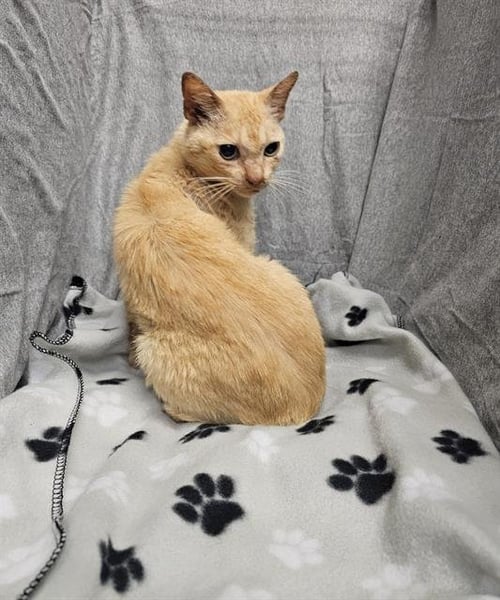 WINTER - Domestic Short Hair available for adoption