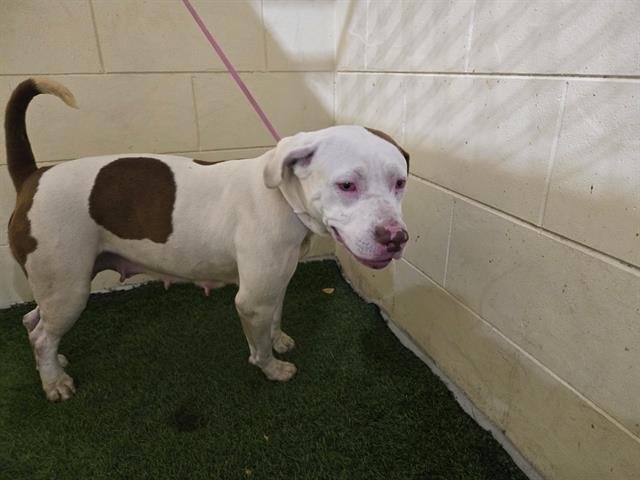 ROSE - American Bulldog available for adoption