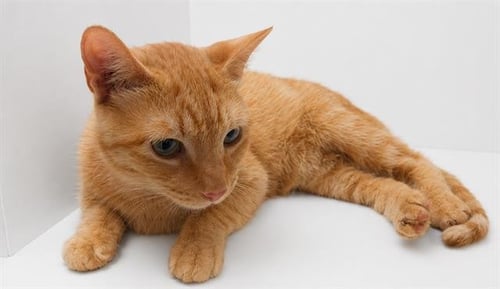 LIBBY - Domestic Short Hair for adoption in Lakeland