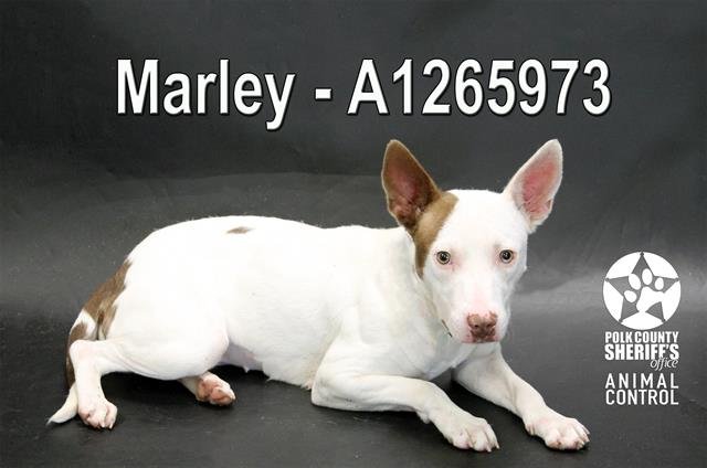 MARLEY Image