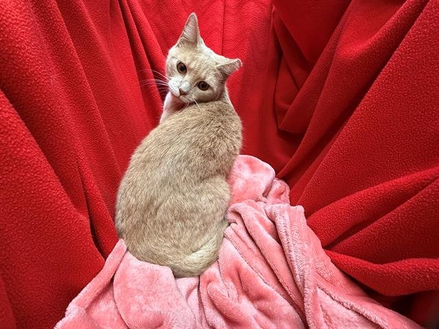 SWEETCAKE - Domestic Short Hair available for adoption