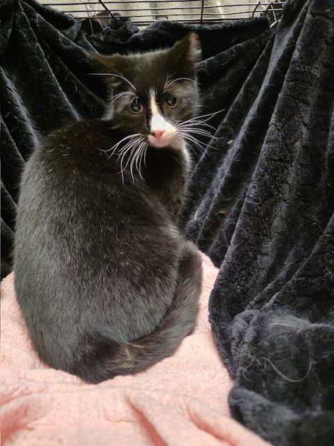 SAMMY - Domestic Short Hair available for adoption