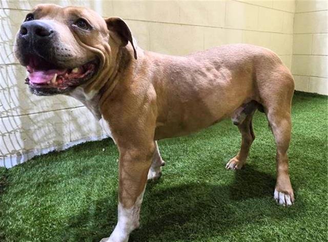 A1261969 - American Bulldog available for adoption