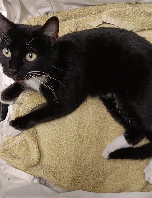 POTION - Domestic Short Hair available for adoption