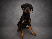 BANJO - Photo 1