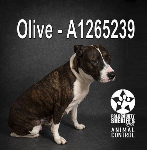 OLIVE - Bulldog for adoption in Lakeland