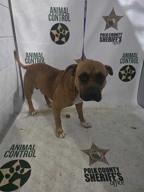 A1274275 - Bulldog available for adoption