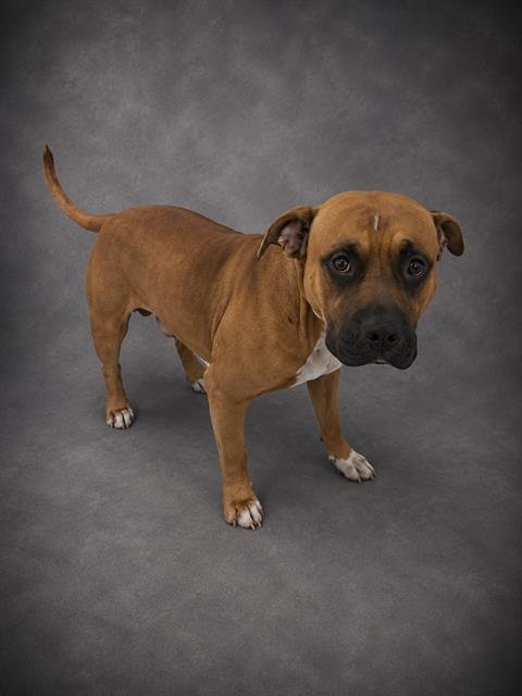 CLYDE - Bulldog available for adoption