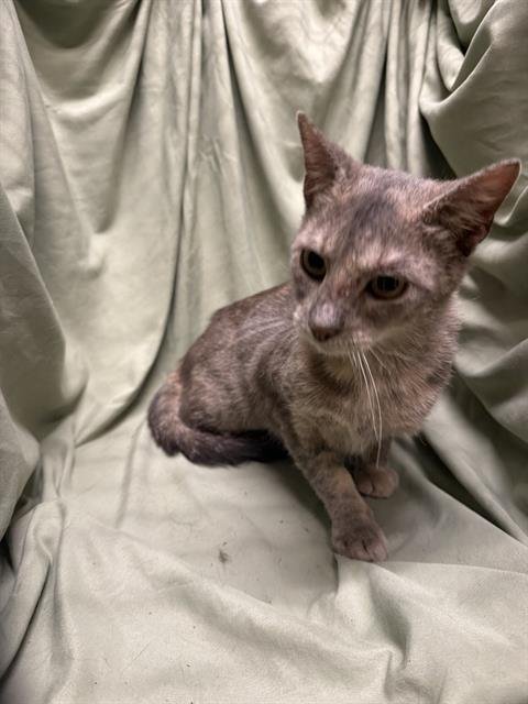 BUFFY - Domestic Medium Hair available for adoption