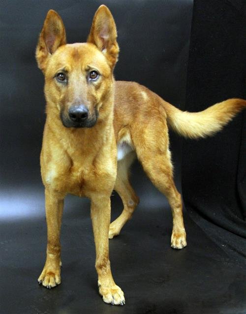 RED - Carolina Dog available for adoption