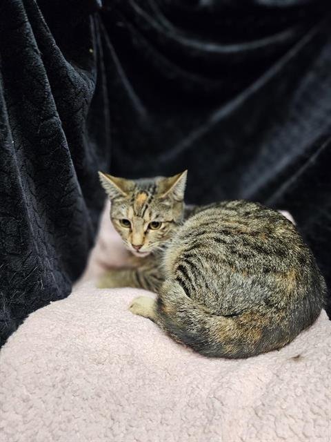 ZELDA - Domestic Short Hair available for adoption