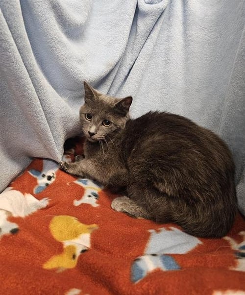 BLOO - Domestic Short Hair available for adoption