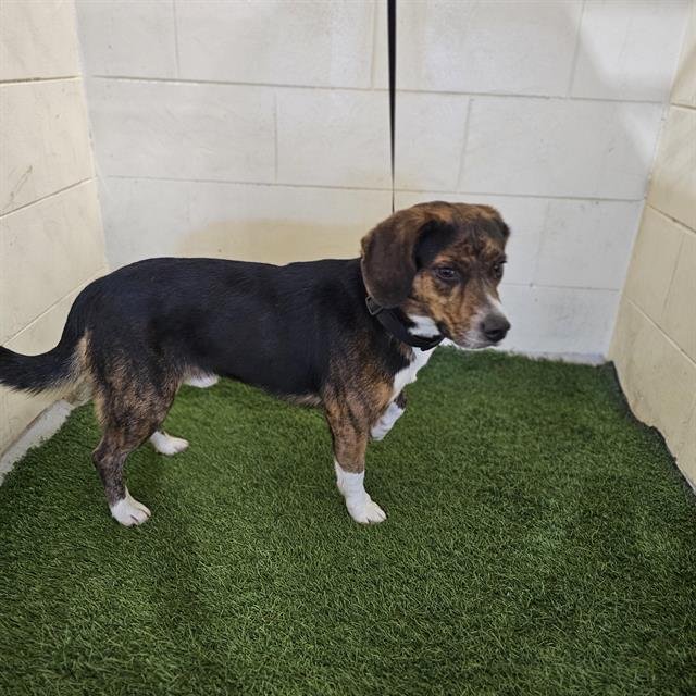 BUDDY - Beagle available for adoption