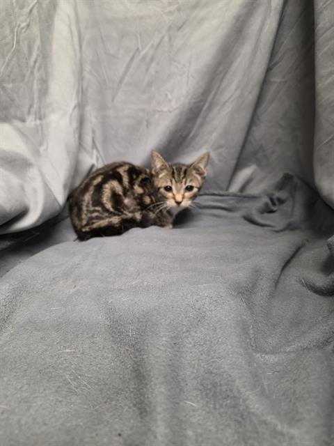 SATURN - Domestic Short Hair available for adoption