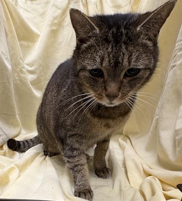 MAE - Domestic Short Hair available for adoption