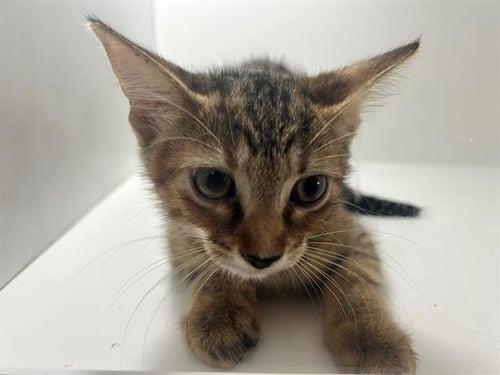 A1275982 - Domestic Short Hair available for adoption