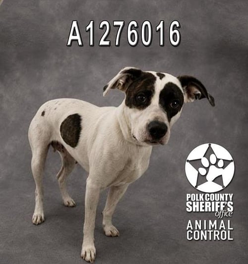 LITTLE GIRL - Bulldog available for adoption
