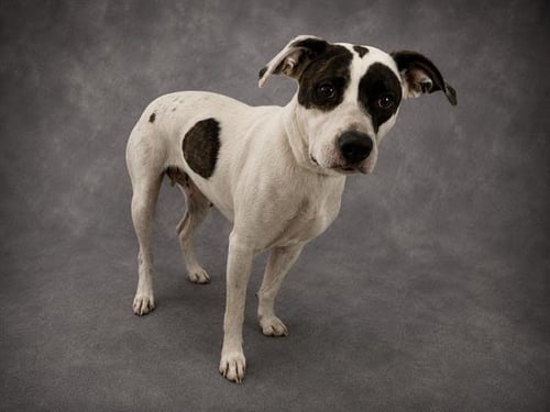 LITTLE GIRL - Bulldog available for adoption