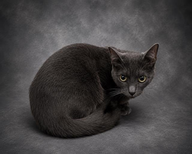 HAILEY Image