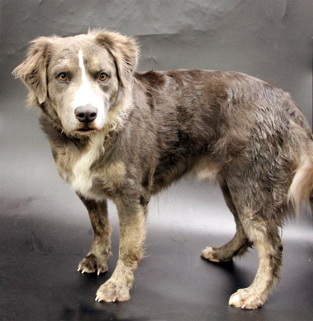 BANJO - Australian Shepherd available for adoption