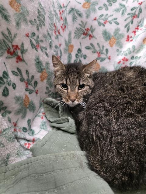 BOBBY - Domestic Short Hair available for adoption