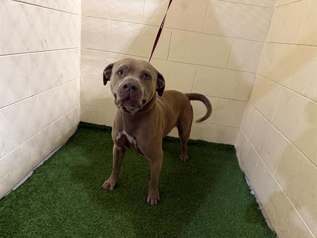 BUSTER - Bulldog available for adoption