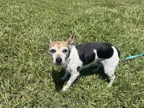MAISE - Rat Terrier available for adoption