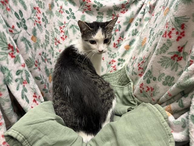 A1259077 - Domestic Short Hair available for adoption