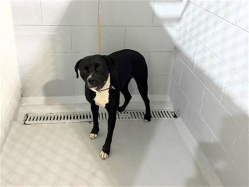 OLGA - Bulldog available for adoption