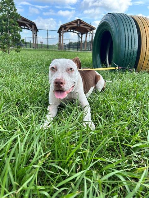 HALO - Bulldog available for adoption