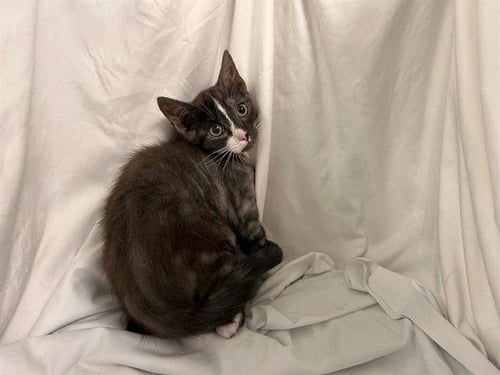 SILVER - Domestic Short Hair available for adoption