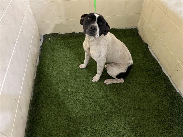 LUKA - Pointer available for adoption