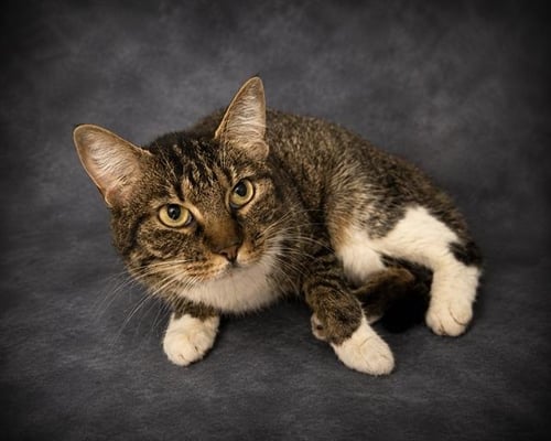 BROWNIE - Domestic Short Hair for adoption in Lakeland