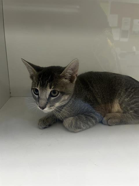 BUMBLE - Domestic Short Hair available for adoption