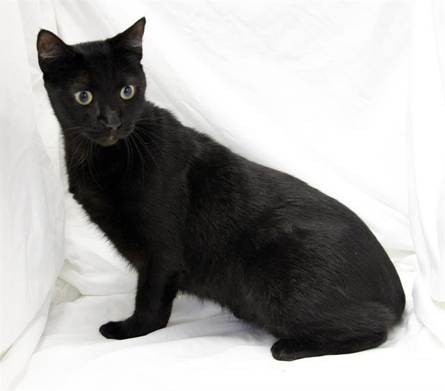 RAIN - Domestic Short Hair available for adoption