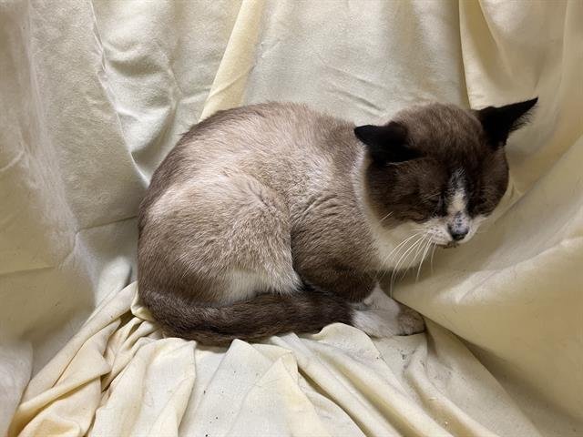 ESPRESSO - Siamese available for adoption