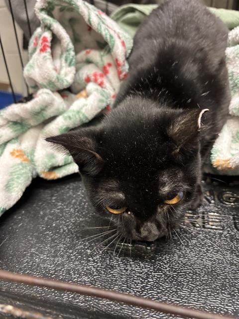 BEVERLY - Domestic Short Hair available for adoption