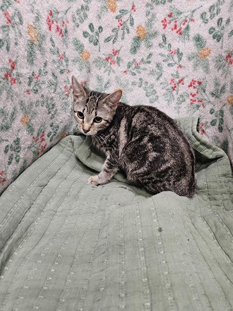 A1258815 - Domestic Short Hair available for adoption