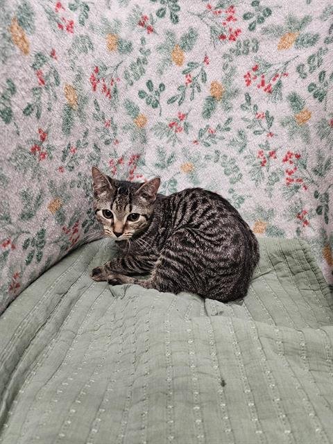 A1258814 - Domestic Short Hair available for adoption