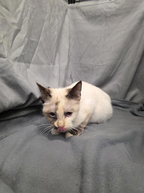 DAISY - Domestic Short Hair available for adoption