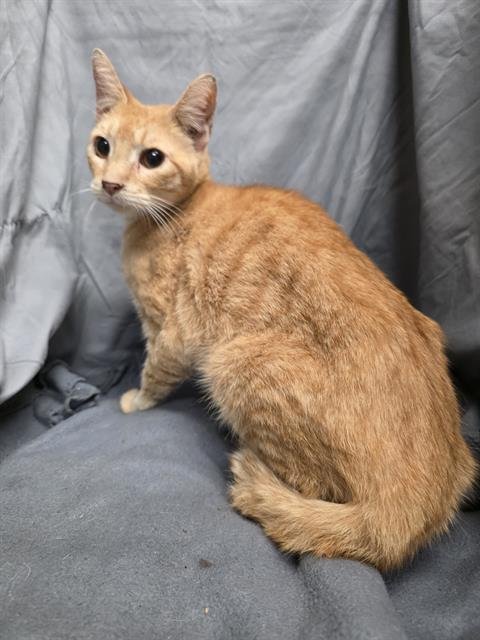 ORBIT - Domestic Short Hair available for adoption