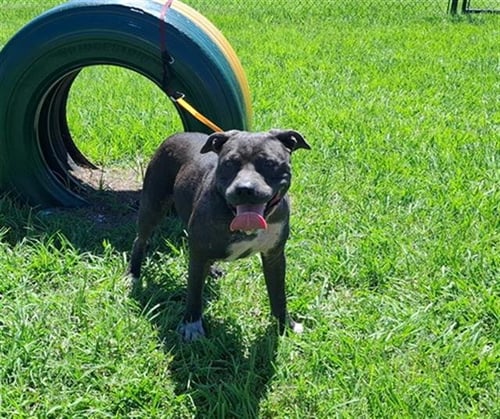A1274109 - Bulldog available for adoption