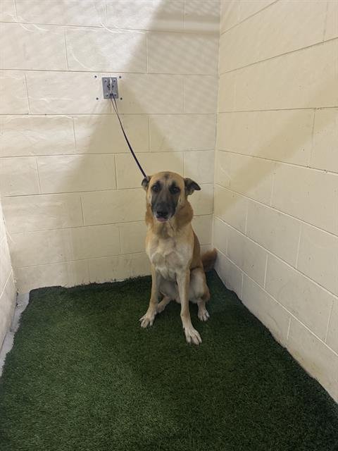 A1255743 - German Shepherd Dog available for adoption
