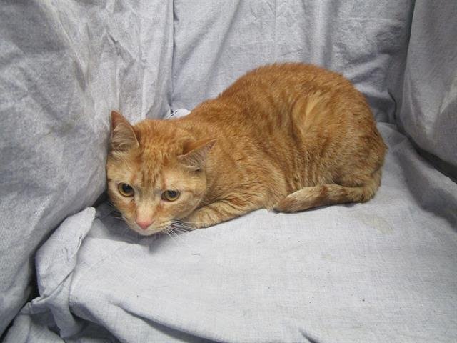 CELIA - Domestic Short Hair available for adoption