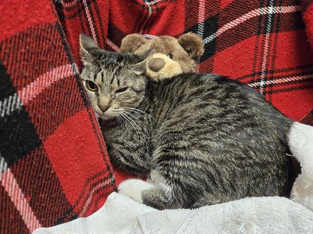 LUNA - Domestic Short Hair available for adoption