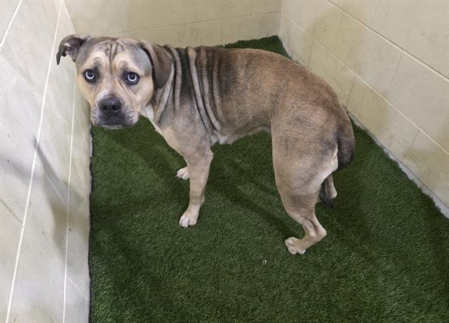 JESSIE - Bulldog available for adoption