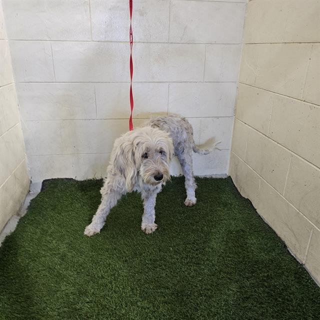 A1256662 - Schnauzer / Poodle (Miniature) available for adoption