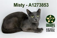 MISTY - Photo 1
