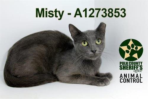 MISTY - Domestic Short Hair for adoption in Lakeland
