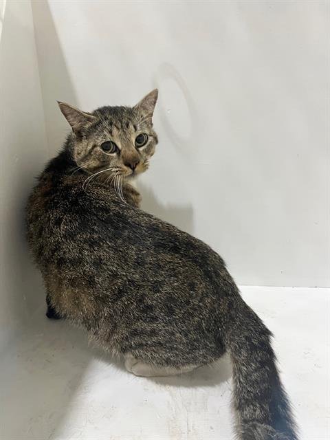 ZIM - Domestic Short Hair available for adoption